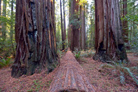 Humbolt Redwood State Park