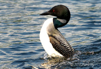 Fighting Loons