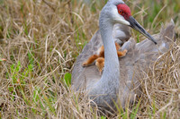 Wekiva River Basin Sandhill Cranes & Chicks