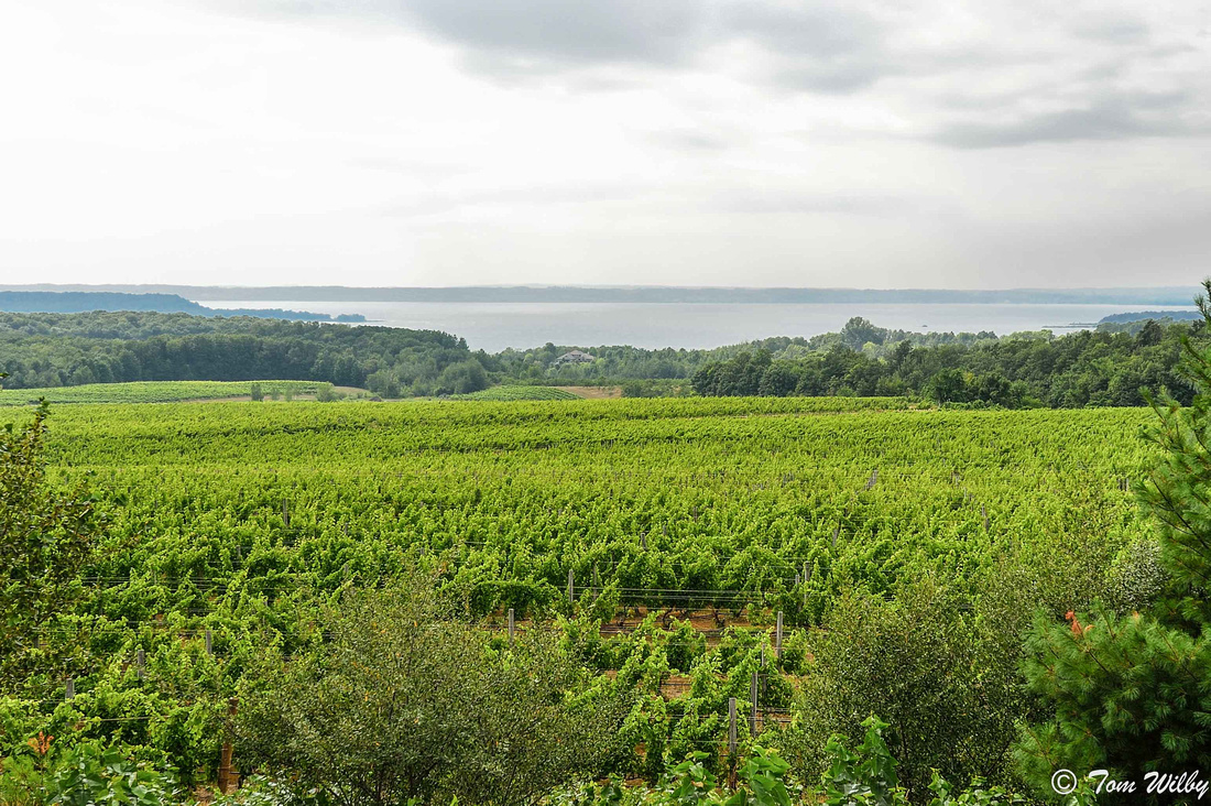 Vineyards overlooking Lake Michigan near Old Mission.