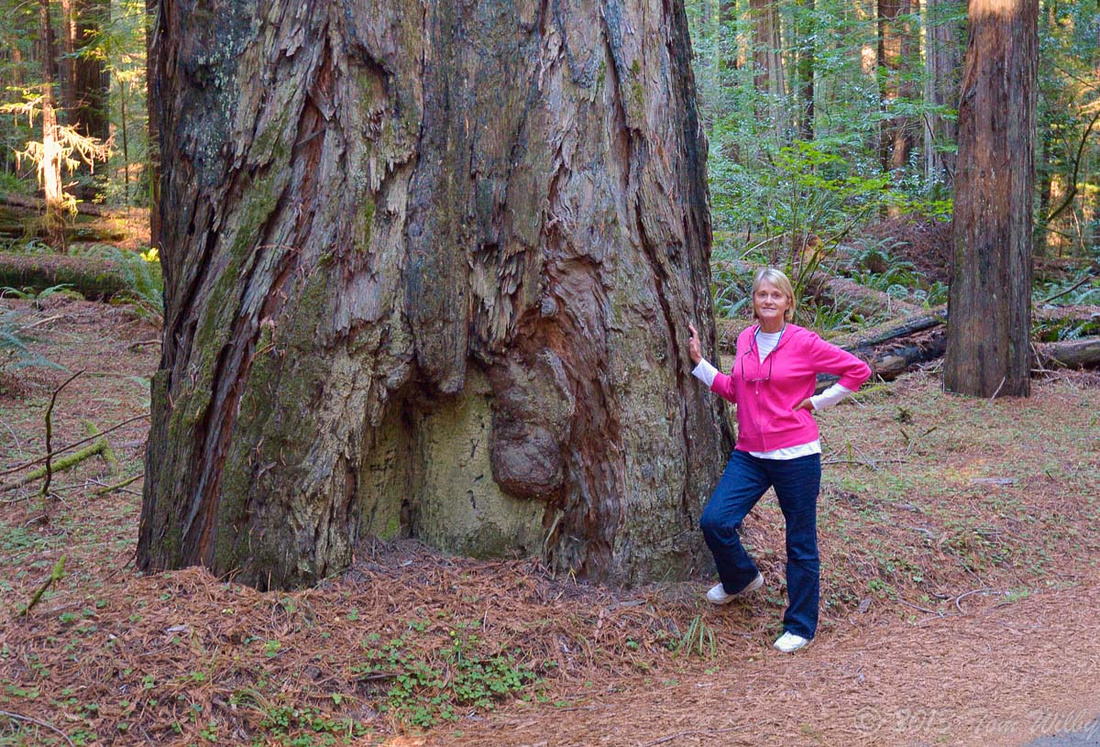 Humbolt Redwood State Park