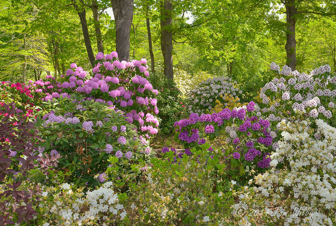Rhododendrom Memorial Garden _1513